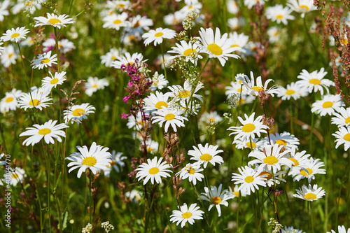 Blooming chamomile  camomile  on a wild field in Russia in summer on a sunny day macro close up. Nature of Central Russia