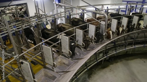 Process of milking cows on industrial rotary equipment on dairy farm.