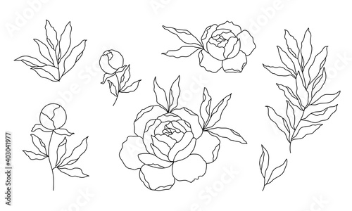 peony flower and leaves, vector silhouette, outline drawing