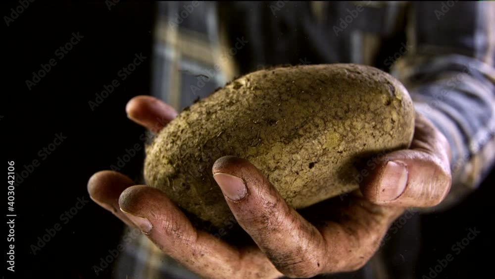 Freshly harvested potatoes in the hands of the farmer in slow motion