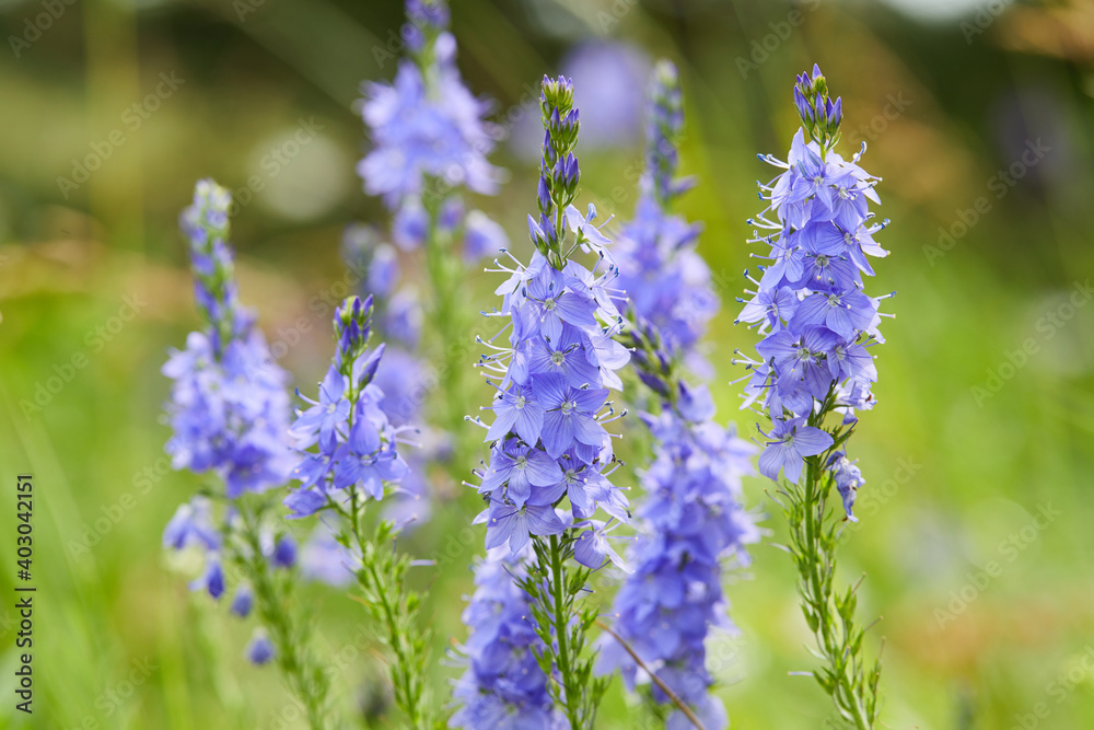Obraz premium Veronica austriaca - purple-blue flowers on the field in summer in the sun. Meadow flowers of an average strip of Russia.