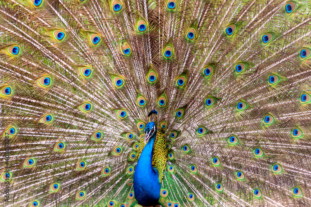 Naklejka premium Colorful peacock with feathers on full display