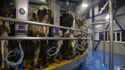 Process of milking cows on industrial rotary equipment on dairy farm.