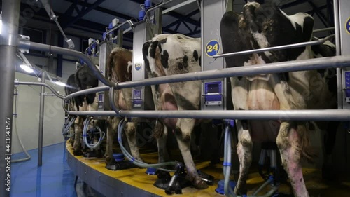 Process of milking cows on industrial rotary equipment on dairy farm.