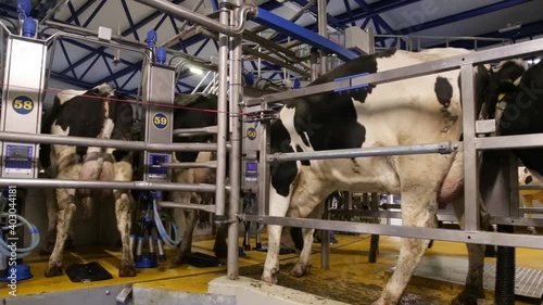 black and white holstein cows enter barn of dairy farm in the netherlands