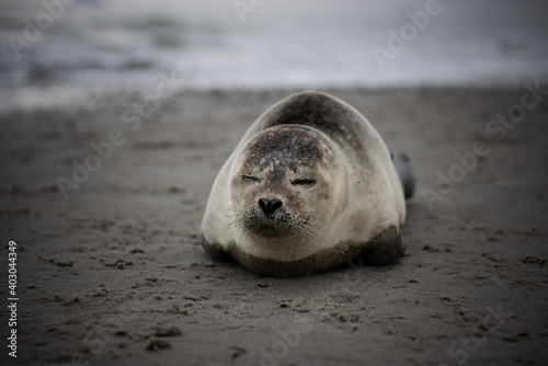A seal baby chilling on the beach in Denmark coastline...