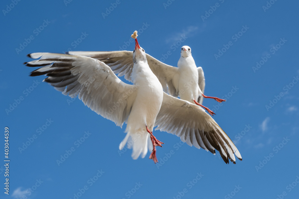 Fototapeta premium Seagulls are struggling for a piece of bread in the air