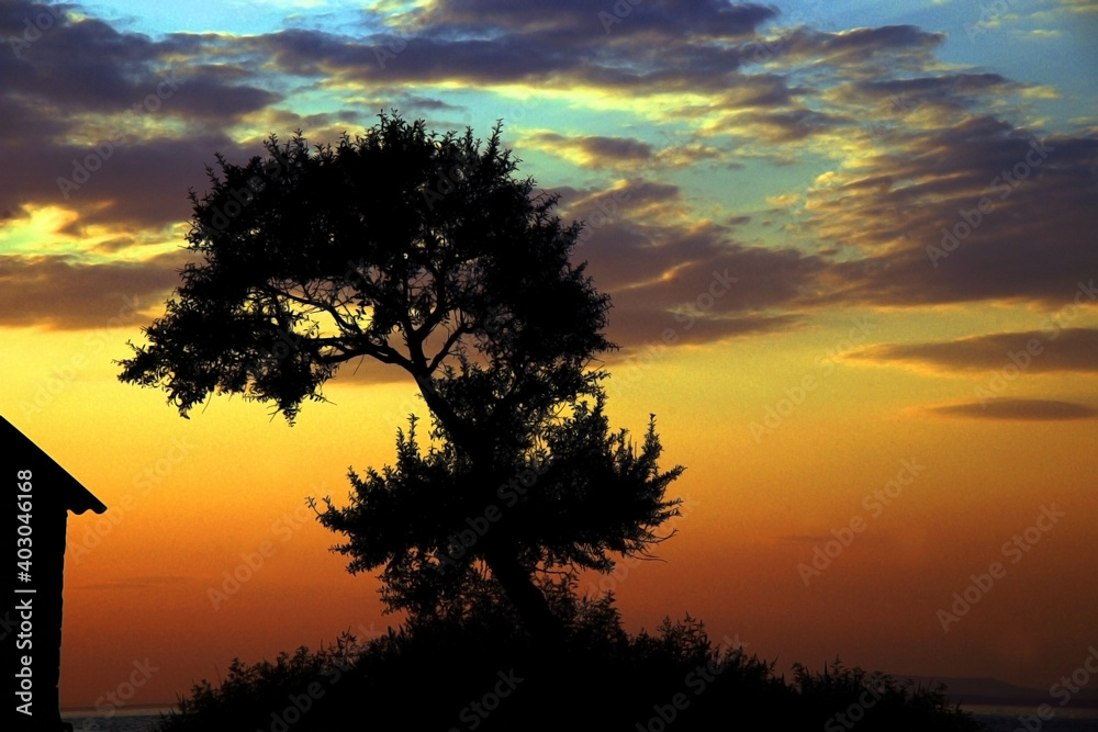 A photo of a tree in front of different shades of sky such as blue and yellow. Silhouette of the tree near a house and the path it is on, reflects the aesthetic aspect of the photo.