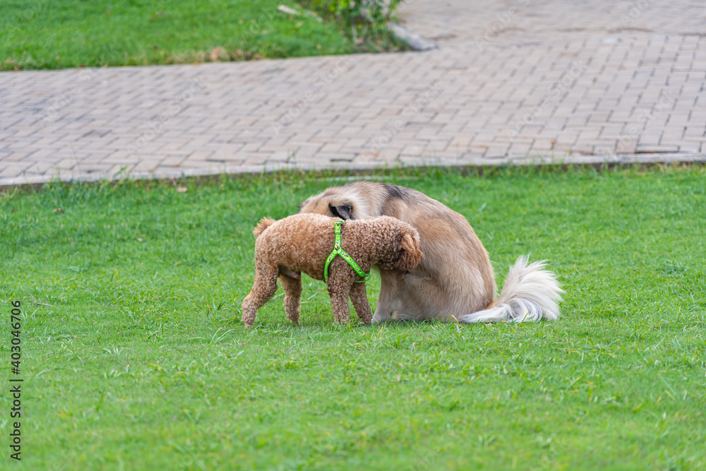 Fototapeta premium Little poodle puppy playing with his friend on the lawn