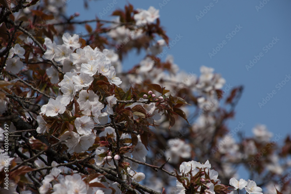 山桜