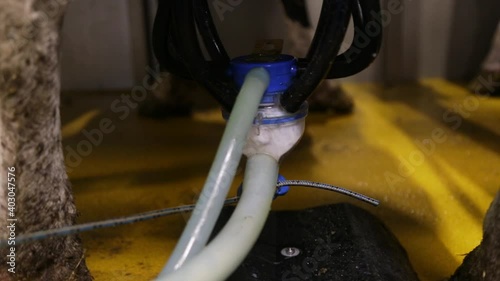 Cow milking facility and mechanized milking equipment.