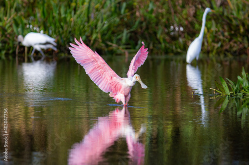 Roseate Spoonbills flying, preening, and feeding in a South Florida nature preserve 