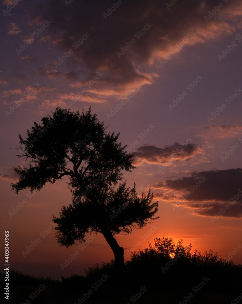 The majestic view of the tall tree under the red sky as the sun sets and a photo of the impressive posture of the clouds.