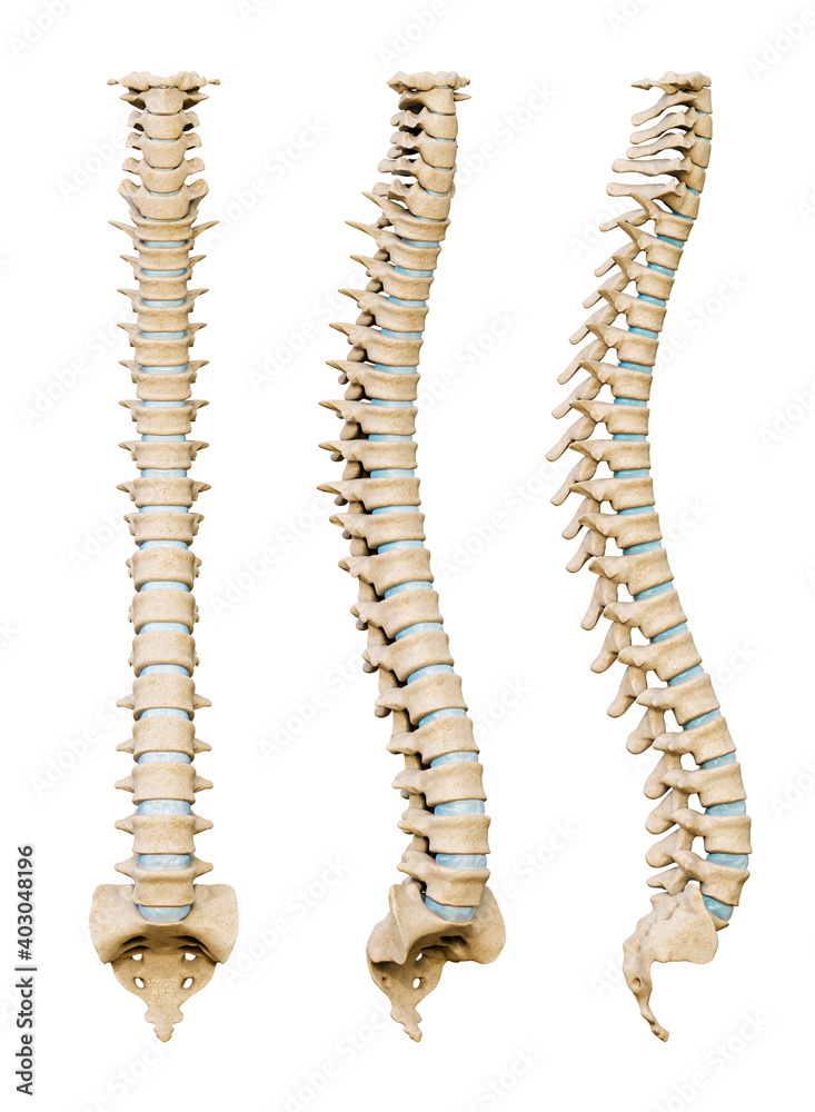 Human spinal column or backbone from various angles isolated on a white background. Medical and anatomy scientific 3D render illustration. Human spinal column or backbone from various angles isolated on a white background. Medical and anatomy scientific 3D render illustration.