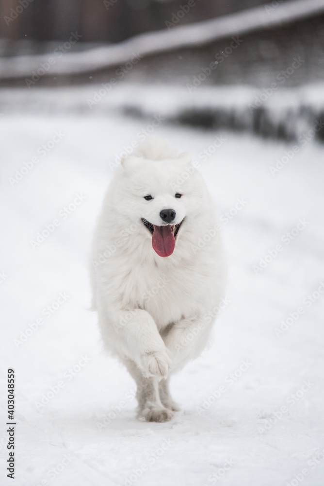Samoyed white dog is running on snow outside Samoyed white dog is running on snow outside