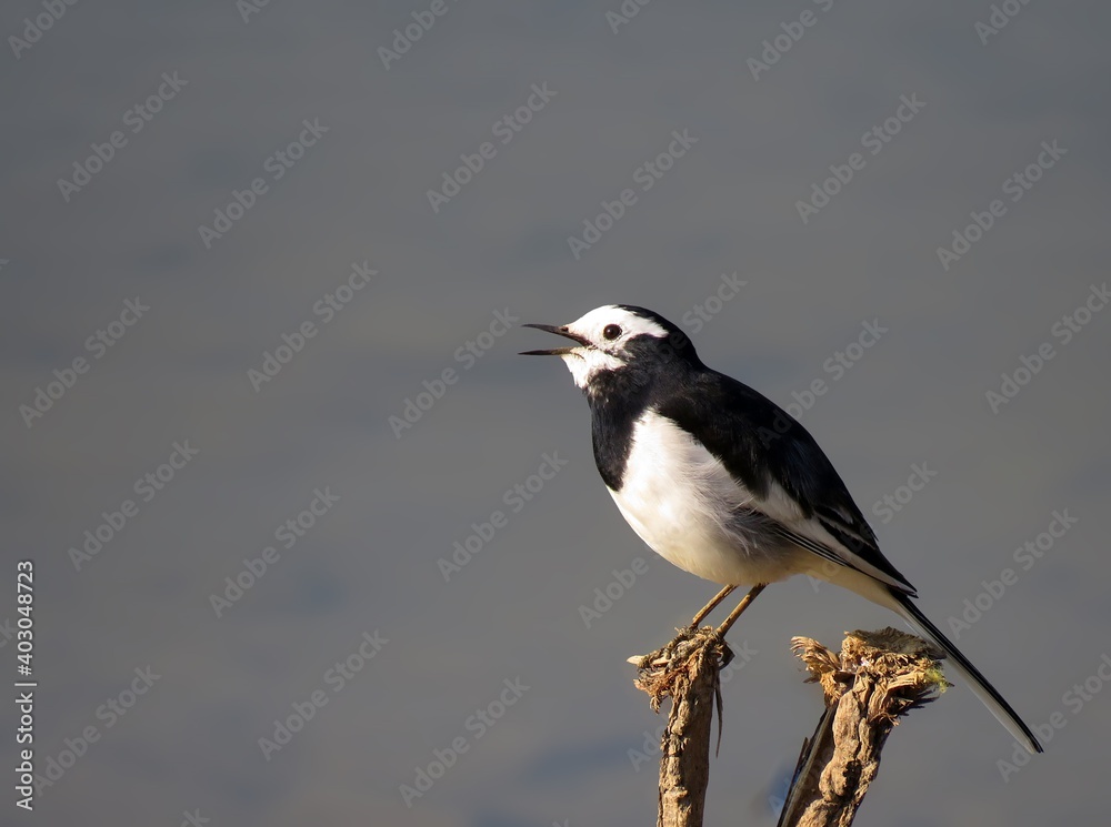 Black-backed Wagtail bird sitting on the wood, Black-backed wagtail or Kamchatka, Japanese pied wagtail, white wagtail. Black-backed Wagtail bird sitting on the wood, Black-backed wagtail or Kamchatka, Japanese pied wagtail, white wagtail.