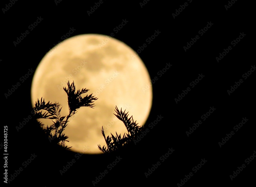 Tree branches against on moon background Halloween background with the moon.