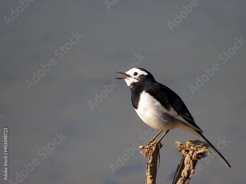 Black-backed Wagtail bird sitting on the wood, Black-backed wagtail or Kamchatka, Japanese pied wagtail, white wagtail. 