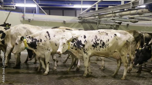 black and white holstein cows enter barn of dairy farm in the netherlands