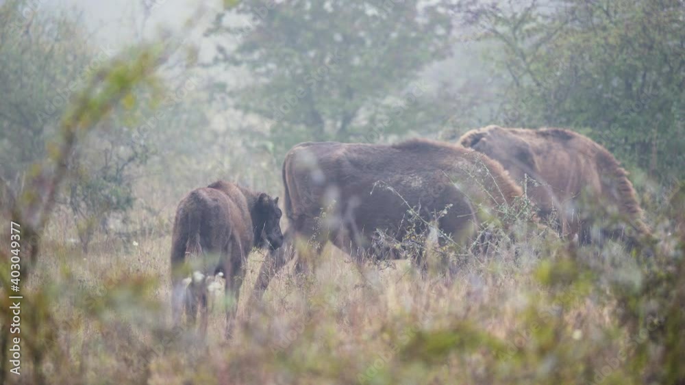 European bison bonasus family grazing in a bushy field,foggy,Czechia. European bison bonasus family grazing in a bushy field,foggy,Czechia.