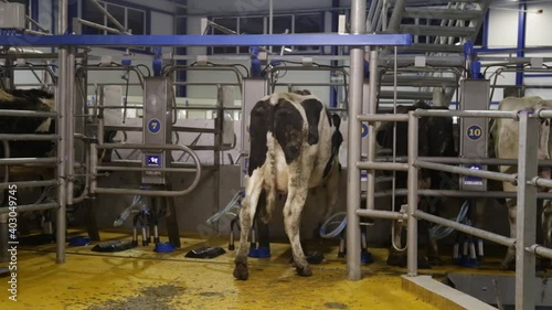 black and white holstein cows enter barn of dairy farm in the netherlands