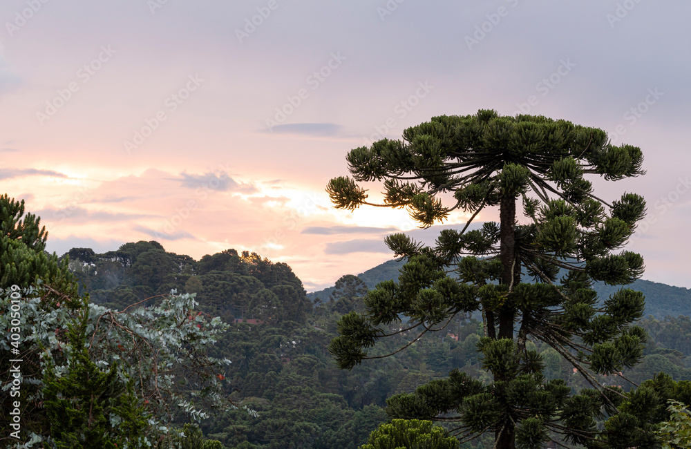 Pine trees at sunset in southeastern mountains in Brazil