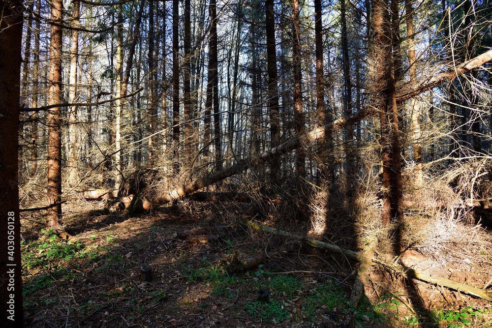 Old and broken trees fell on a hiking trail in autumn Old and broken trees fell on a hiking trail in autumn