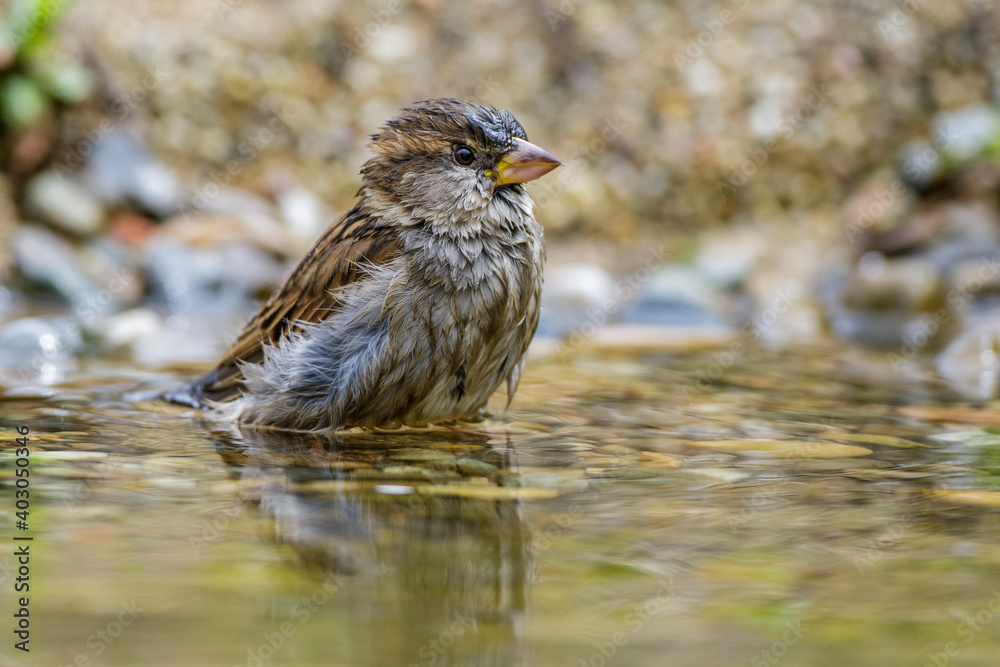 Haussperling (Passer domesticus) Weibchen beim Baden