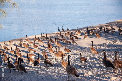 Canada Geese on Railroad Lake in Cornerstone Park, Henderson, NV.
