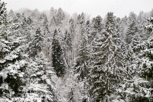 winter forest with snow covered trees christmas mood