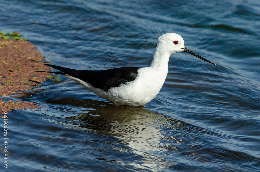Echasse blanche, Himantopus himantopus, Black winged Stilt Echasse blanche, Himantopus himantopus, Black winged Stilt