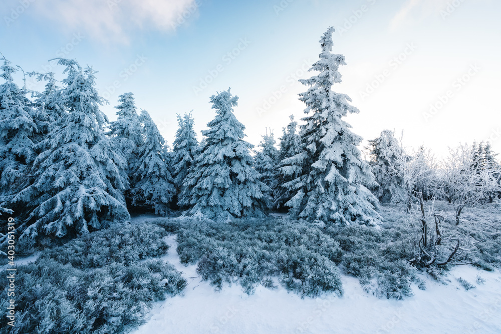 Arctic winter in the woods. Freezing cold forest. Spruce trees covered in the snow. Winter wallpaper