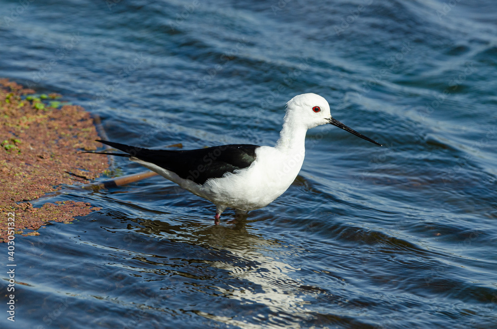 Echasse blanche, Himantopus himantopus, Black winged Stilt Echasse blanche, Himantopus himantopus, Black winged Stilt