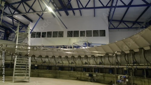 Process of milking cows on industrial rotary equipment on dairy farm.