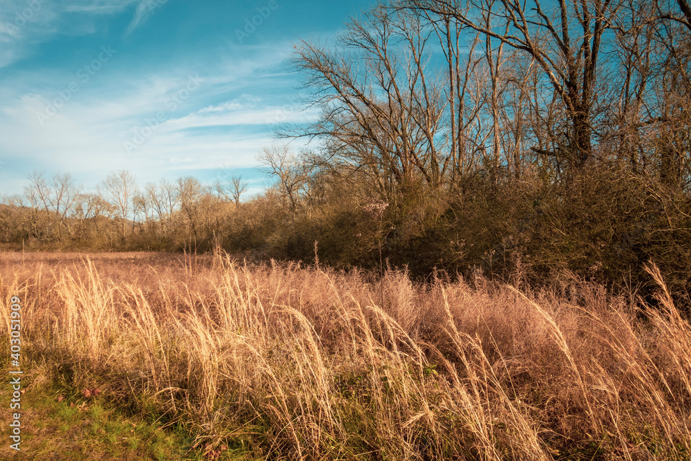 grass and sky grass and sky