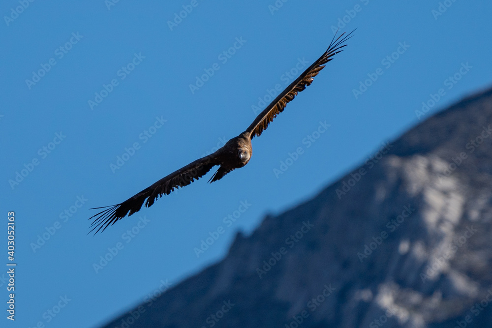 Griffon Vulture in flight in Caminito del Rey, in Malaga.
Griffon Vulture in flight in Caminito del Rey, in Malaga.
