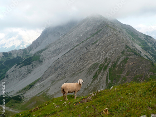 Mountain sheep in Ammergau Alps, Tyrol, Austria