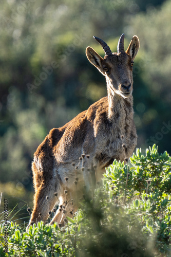 Pyrenean ibex in the sierra de malaga (spain)
 photo