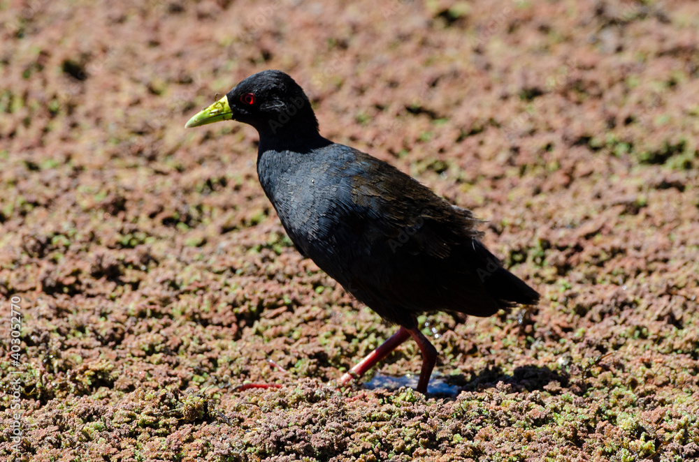 Râle à bec jaune,.Amaurornis flavirostra, Black Crake Râle à bec jaune,.Amaurornis flavirostra, Black Crake