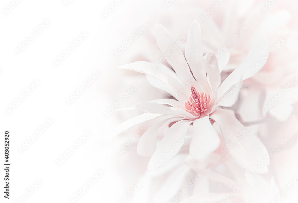 Blooming magnolia. Magnolia flowers as an abstract background. - obrazy, fototapety, plakaty 