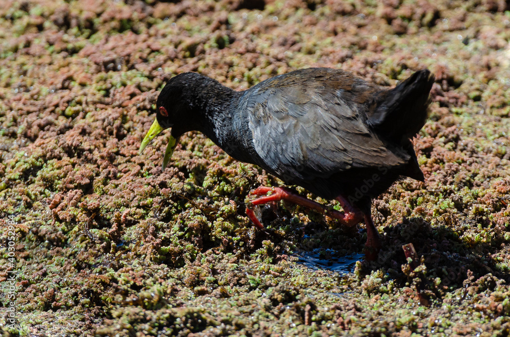 Râle à bec jaune,.Amaurornis flavirostra, Black Crake Râle à bec jaune,.Amaurornis flavirostra, Black Crake