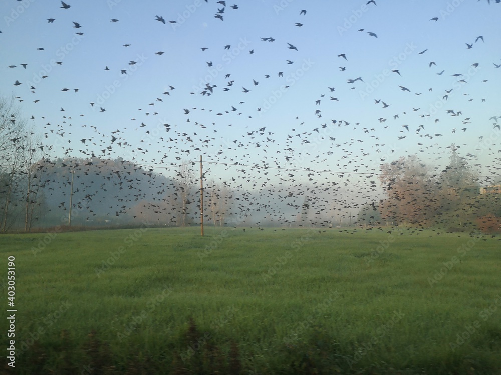 stormo di uccelli volano sul campo verde