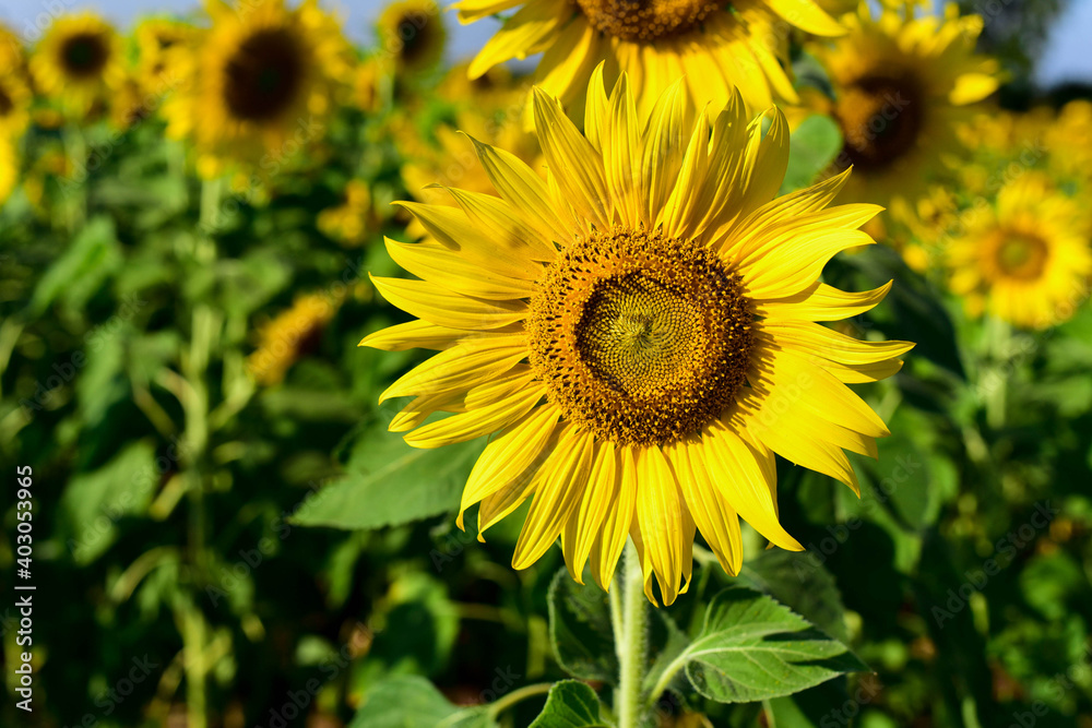 field of sunflowers field of sunflowers