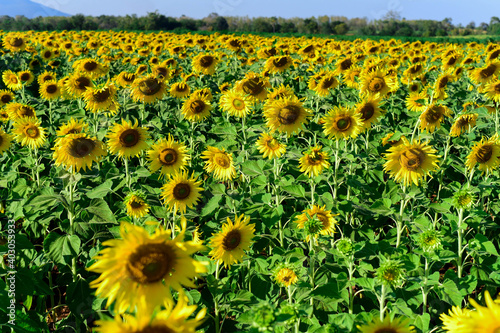 field of sunflowers