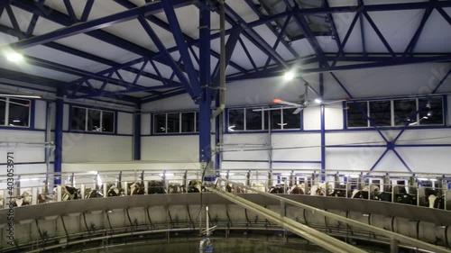 Process of milking cows on industrial rotary equipment on dairy farm.