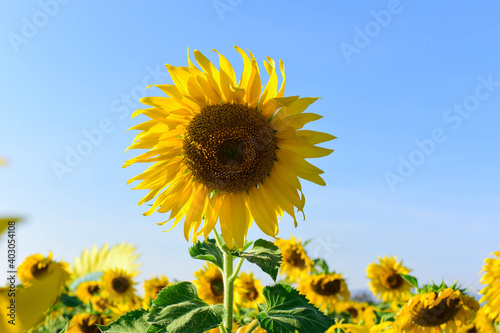 field of sunflowers