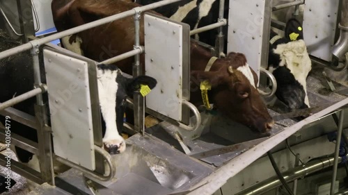Cows on the farm eat hay in the stable on an automated milking system