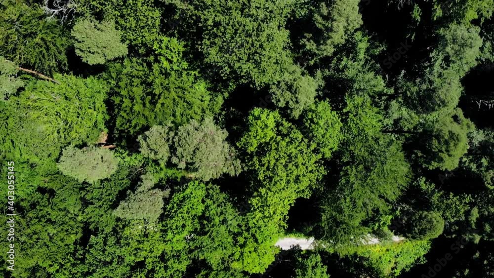 Aerial view over lush, green forest, sunny, summer day, in Stuttgart, Germany - overhead, drone shot Aerial view over lush, green forest, sunny, summer day, in Stuttgart, Germany - overhead, drone shot