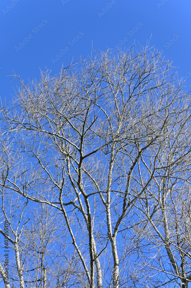 Branches and stems of leafless trees under the bright blue sky Branches and stems of leafless trees under the bright blue sky
