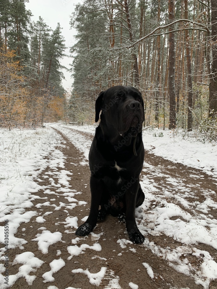 Black dog of breed Cane Corso sits on the snow. The big dog is watching closely. Pet in the forest in winter in nature.